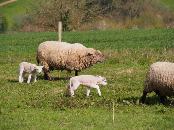 GRH Farm, Great Rissington, Gloucestershire, UK